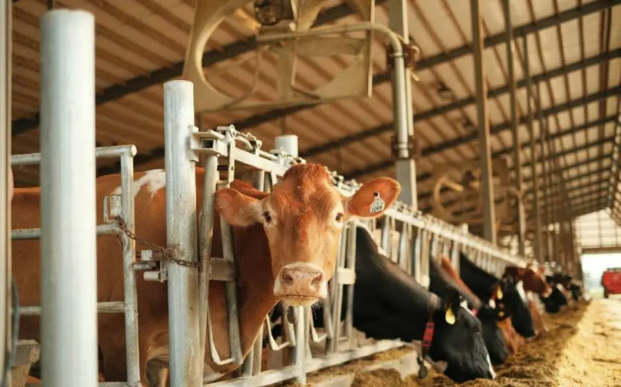 How to Start Dairy Farming in Kenya: A Comprehensive Guide